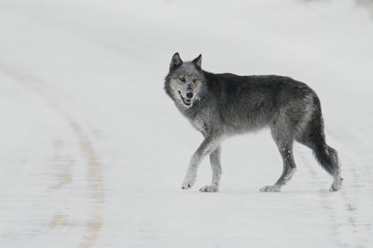 Tính tự chủ trong thế giới thực? Druid AI ra mắt 'nhà máy' tác nhân AI