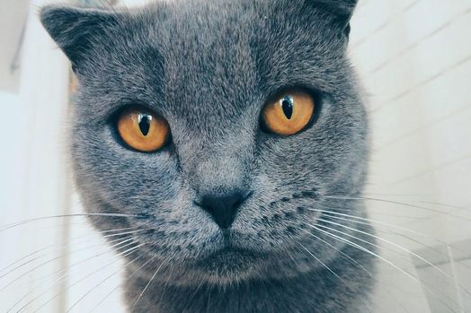 Google Photos thêm tính năng tạo meme bằng AI với 'Me Meme'